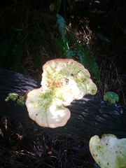 Trametes elegans