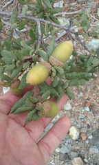 Quercus durata durata