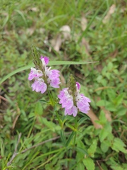 Rostellularia adscendens