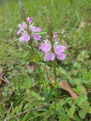 Rostellularia adscendens