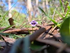 Viola hederacea