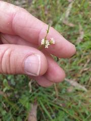 Asperula geminifolia