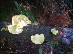 Trametes elegans