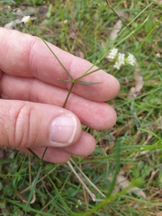 Asperula geminifolia