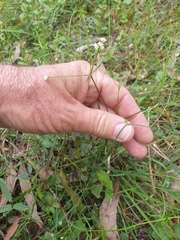 Asperula geminifolia