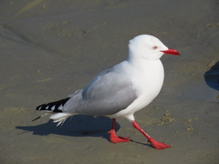 Chroicocephalus novaehollandiae scopulinus