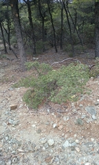 Quercus durata durata