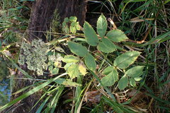 Angelica genuflexa