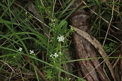 Asperula scoparia