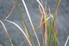 Typha angustifolia