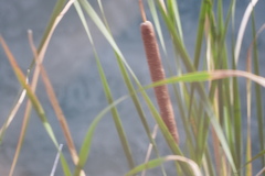Typha angustifolia