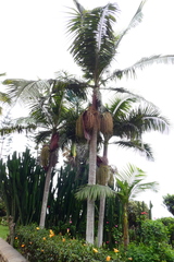Archontophoenix cunninghamiana