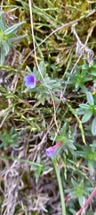 Glandora diffusa