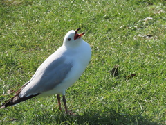 Chroicocephalus novaehollandiae scopulinus