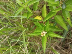Croton bonplandianus