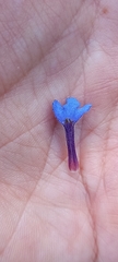 Glandora diffusa