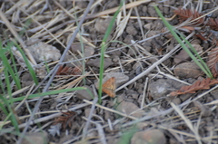 Pyrausta subsequalis