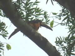 Pteroglossus torquatus