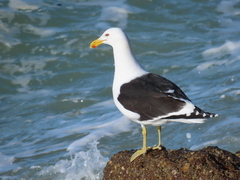Larus dominicanus dominicanus