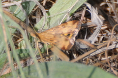 Pyrausta subsequalis