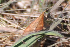 Pyrausta subsequalis