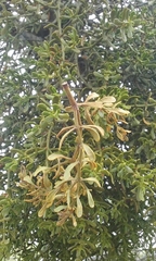 Phoradendron bolleanum
