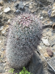 Mammillaria dioica dioica
