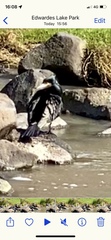 Phalacrocorax carbo