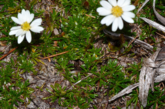 Scapisenecio albogilvus