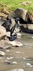 Phalacrocorax carbo