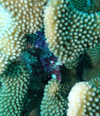 Taenianotus triacanthus