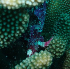 Taenianotus triacanthus