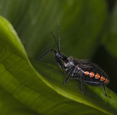 Rhynocoris