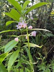 Spathoglottis pacifica
