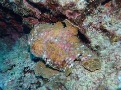 Antennarius commerson