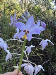 Spathoglottis pacifica