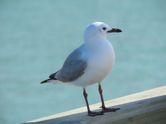 Chroicocephalus novaehollandiae scopulinus