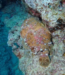 Antennarius commerson