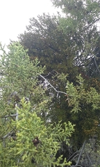 Phoradendron bolleanum