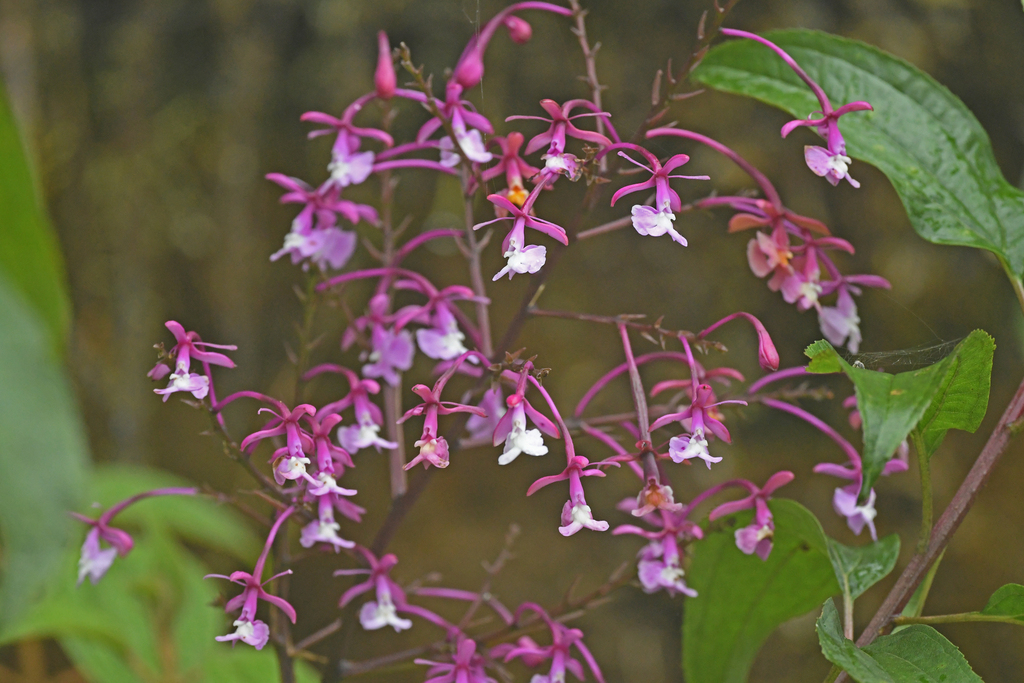 Epidendrum porphyreum