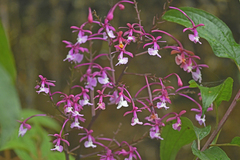 Epidendrum