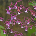 Epidendrum porphyreum - Photo 由 Christoph Moning 所上傳的 (c) Christoph Moning，保留部份權利CC BY