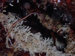 Dunckerocampus baldwini