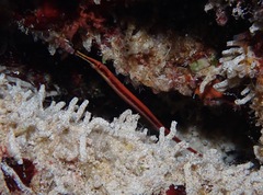 Dunckerocampus baldwini