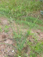 Juncus continuus