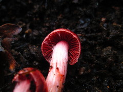 Cortinarius teresae