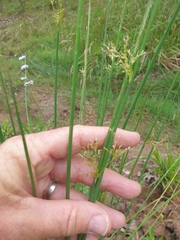 Juncus continuus