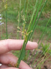Juncus continuus