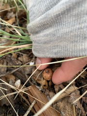 Geastrum fornicatum