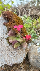 Pinguicula laueana